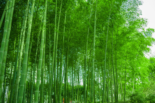 竹林風(fēng)光 陽(yáng)光竹林 唯美竹林