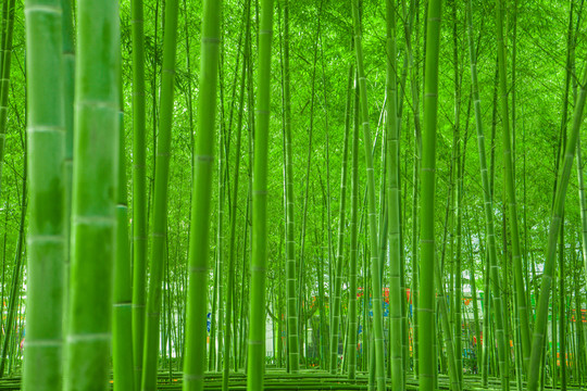竹林風光 陽光竹林 唯美竹林