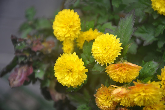 菊花