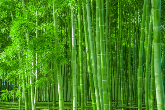 竹林風光 陽光竹林 唯美竹林