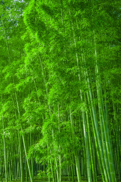 竹林風(fēng)光 陽光竹林 唯美竹林