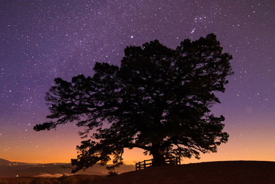 紅土地老龍樹星空夜景
