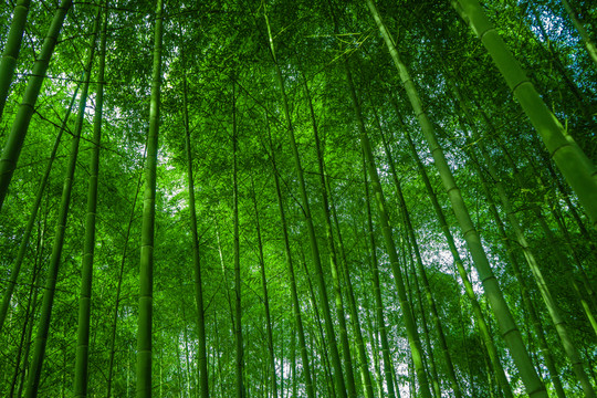 竹林風(fēng)光 陽(yáng)光竹林 唯美竹林