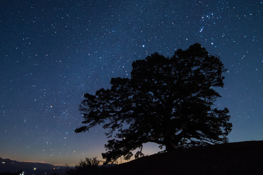 紅土地神樹星空夜景
