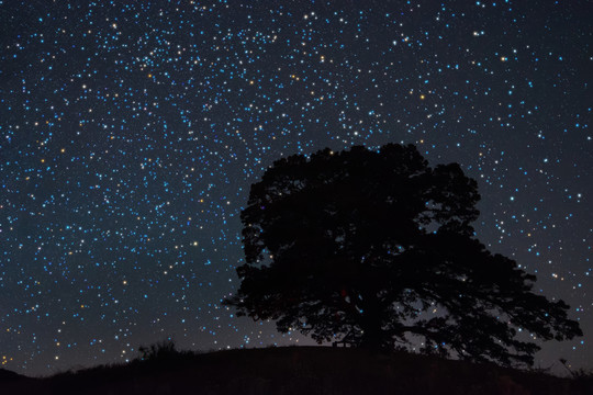 紅土地老龍樹星空夜景
