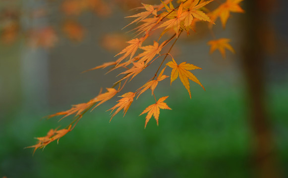 楓葉