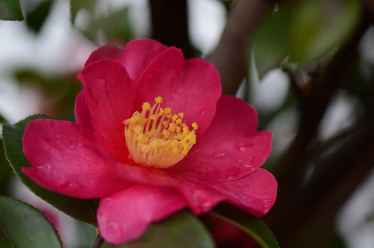 茶花