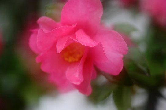創(chuàng)意茶花