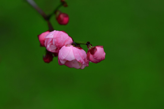 梅花 梅枝 一枝梅