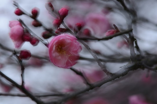 創(chuàng)意梅花