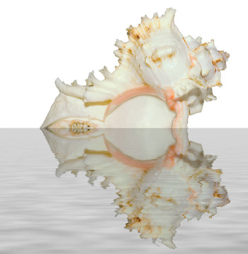 nacreshell
