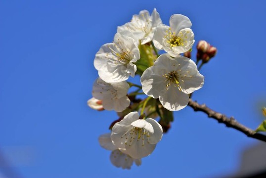 酸櫻桃2