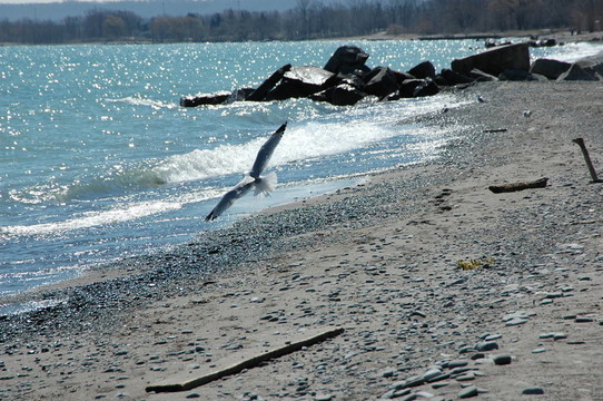 海鷗在海灘