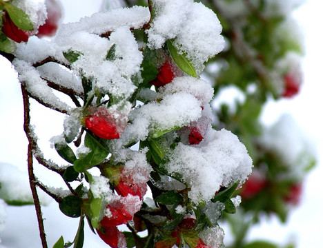 雪白的杜鵑紅芽