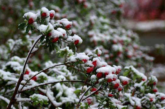 雪白的杜鵑紅芽2