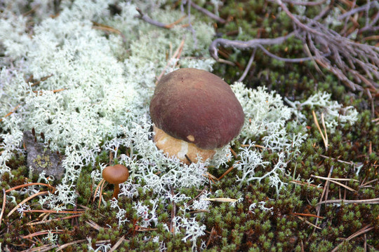 CEP