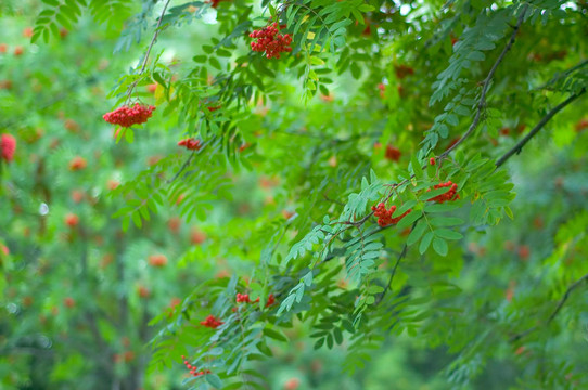 ashberries