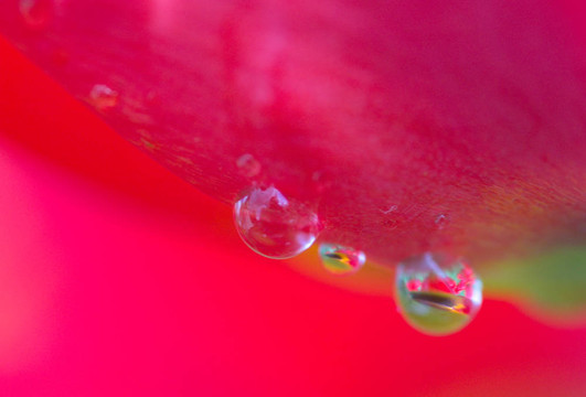 郁金香花瓣上的雨滴