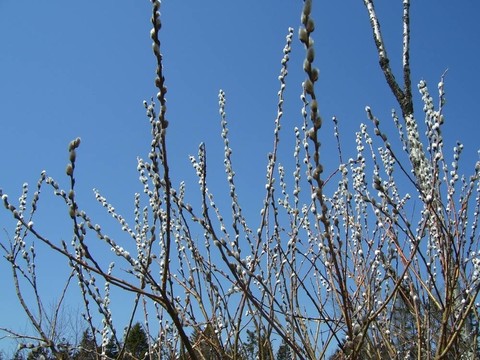 pussywillows