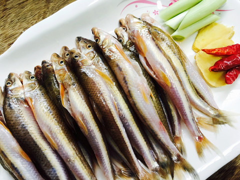 野生小河魚