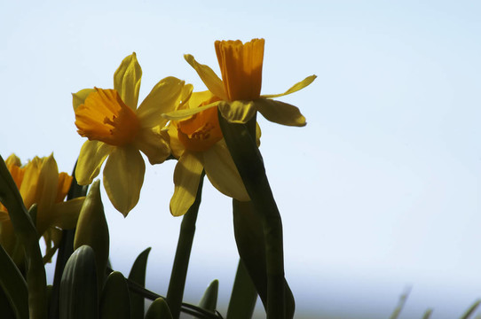 水仙花