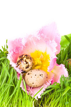 郁金香花的復(fù)活節(jié)雞蛋