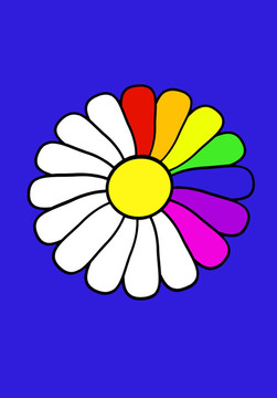 彩虹菊