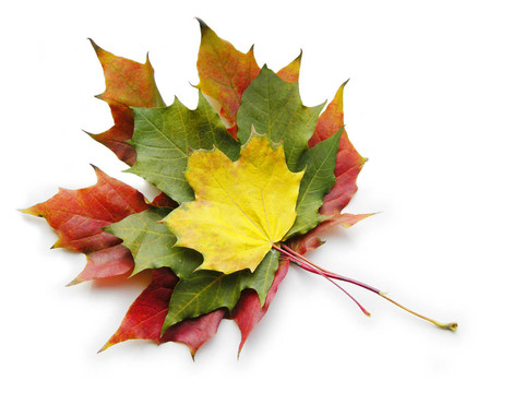 三紅黃綠馬