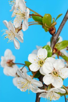 櫻花