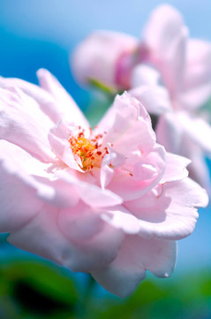 Pink Rose（淺自由度）