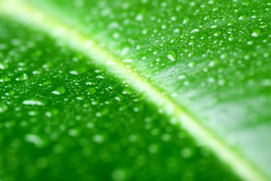 水滴的綠葉