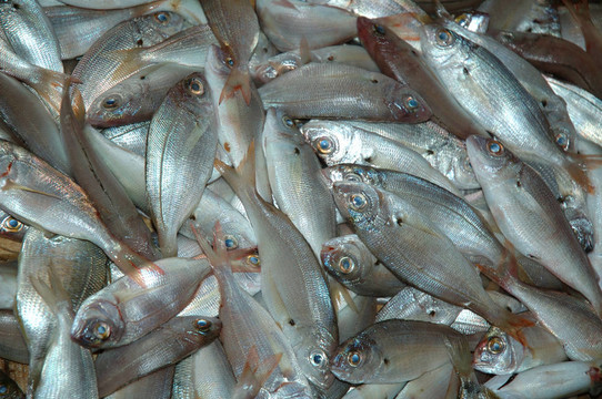 在K FishMarket魚