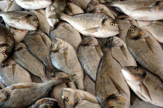 在K FishMarket魚