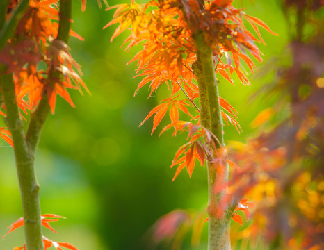 紅葉