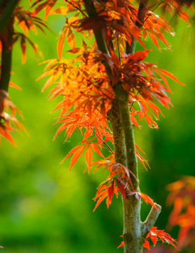 紅葉