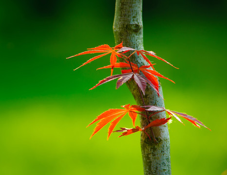 紅葉