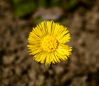 第一朵黃花