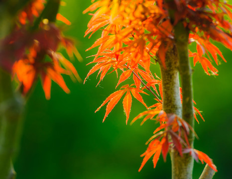 紅葉