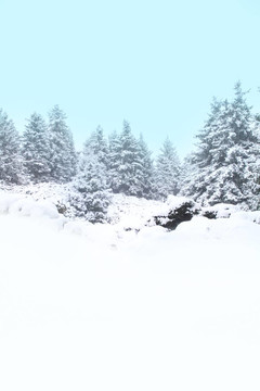 雪松樹的美麗景觀