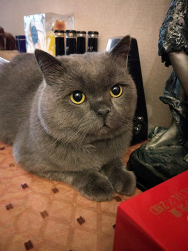 超萌英短貓?zhí)貙?xiě)