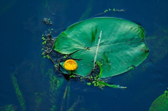 蓮花