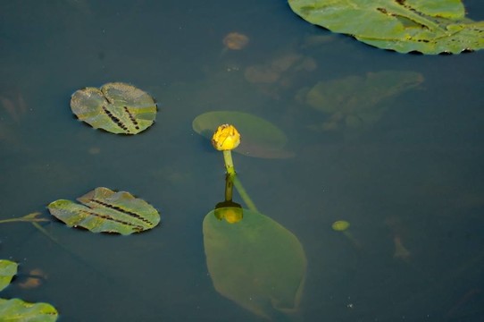 蓮花