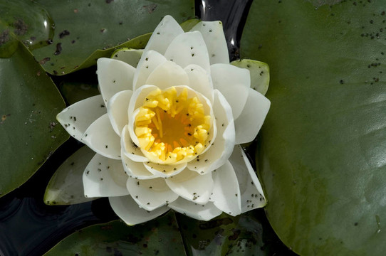 蓮花