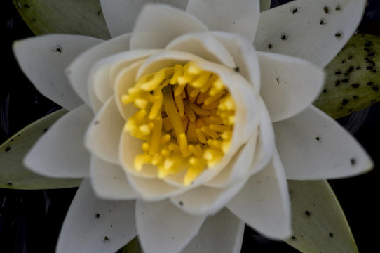 蓮花
