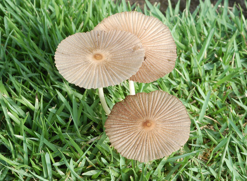 野生mushrooms2