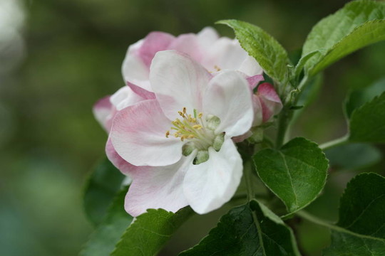蘋果花