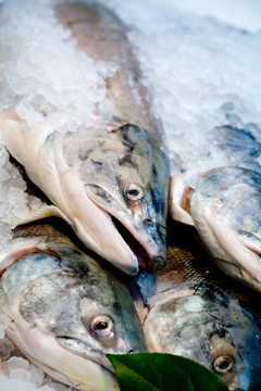鮭魚