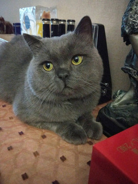 超萌英短貓?zhí)貙? style=