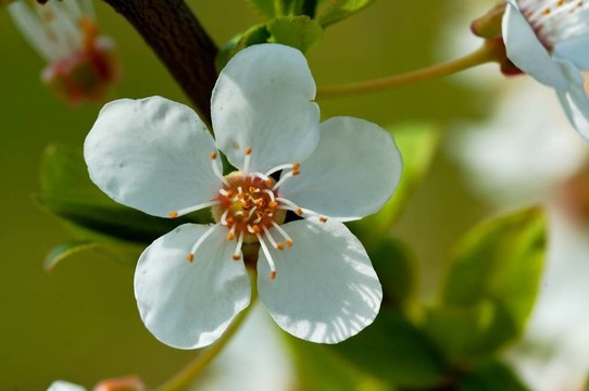 櫻花
