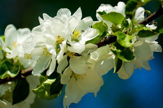 櫻花